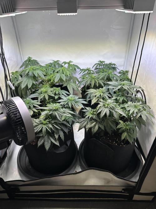 The Sativa Run. Week 6