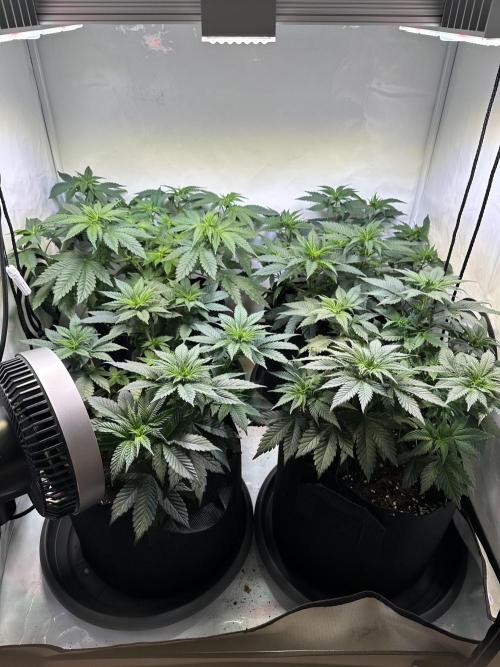 The Sativa Run. Week 6