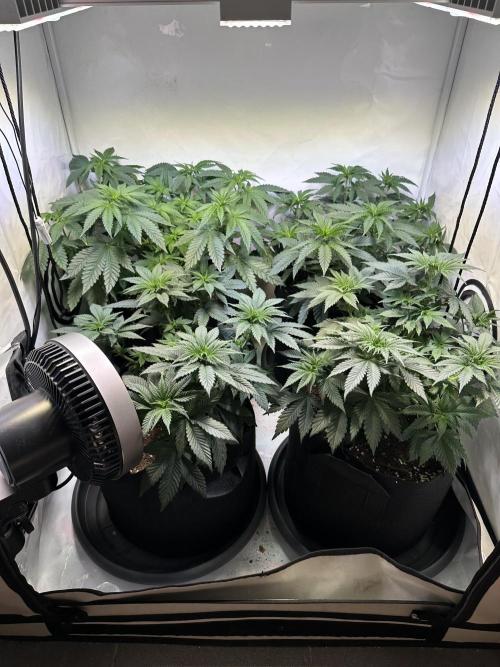 The Sativa Run. Week 6
