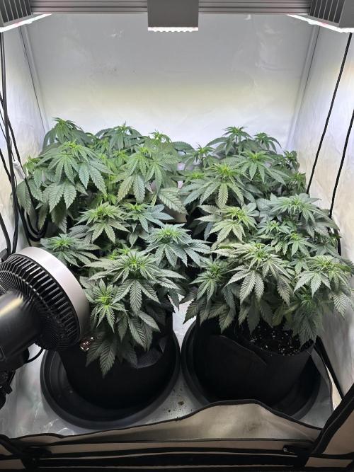 The Sativa Run. Week 6