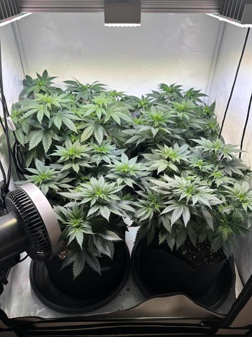 The Sativa Run. Week 6
