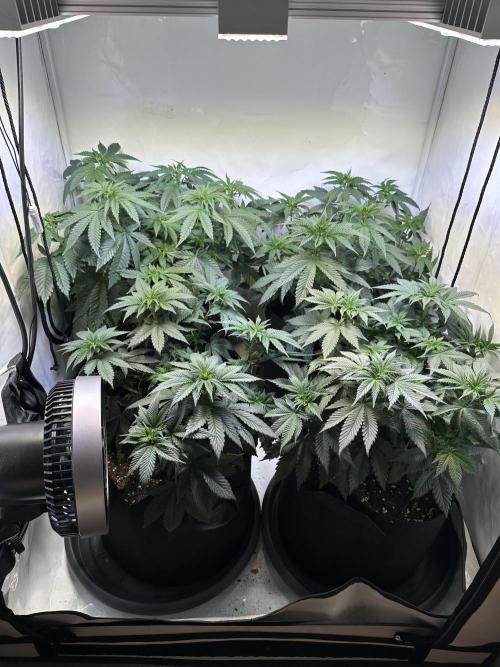The Sativa Run. Week 6