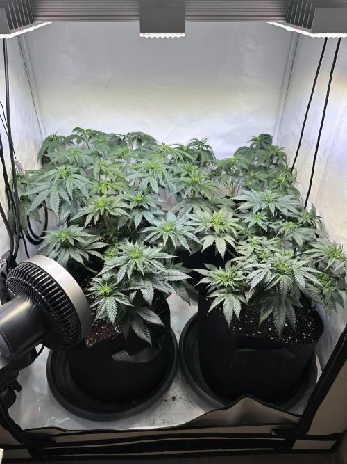 The Sativa Run. Week 6