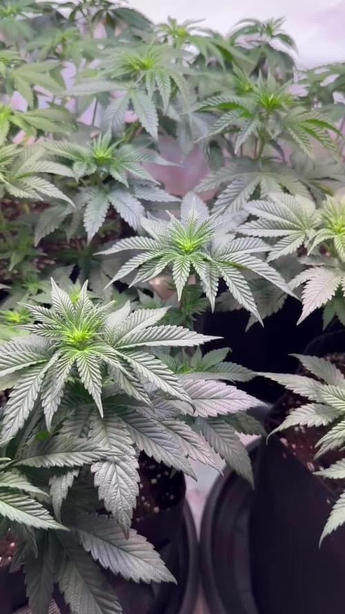 The Sativa Run