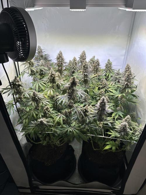 The Limited Edition Run. Week 17