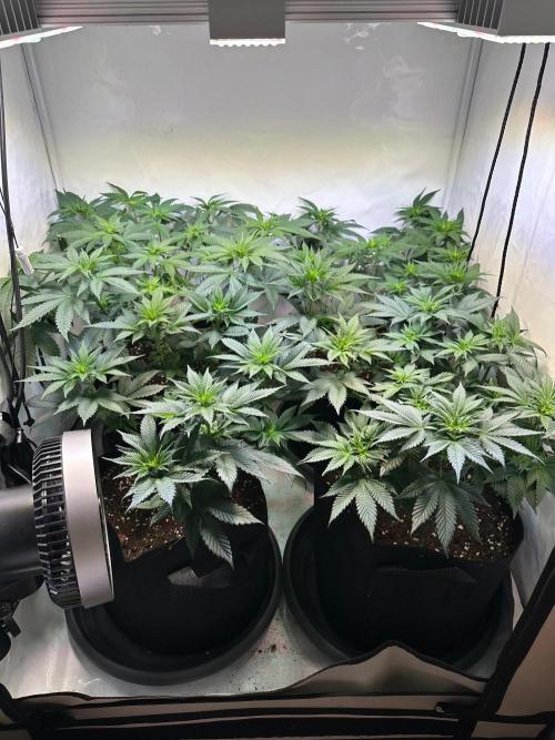 The Sativa Run. Week 7