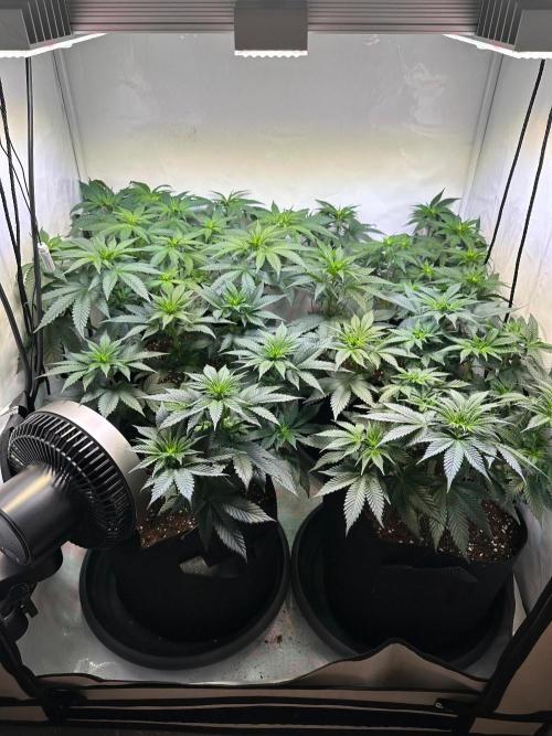 The Sativa Run. Week 7