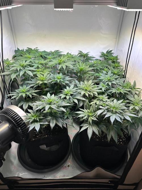 The Sativa Run. Week 7