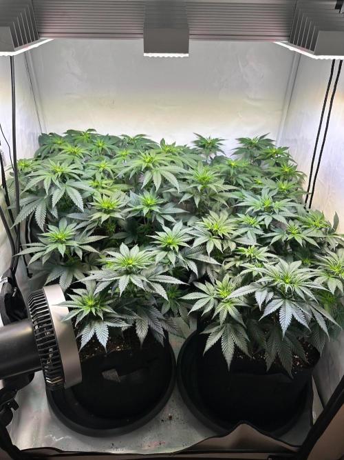 The Sativa Run. Week 7