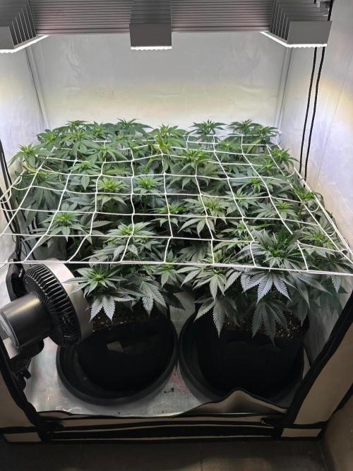 The Sativa Run. Week 7