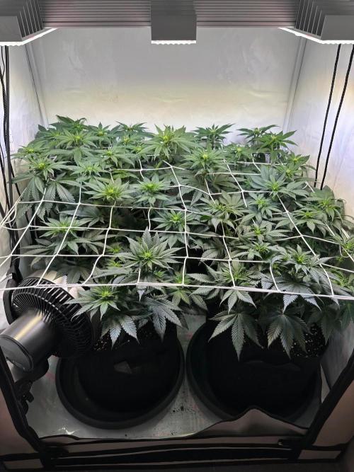 The Sativa Run. Week 7