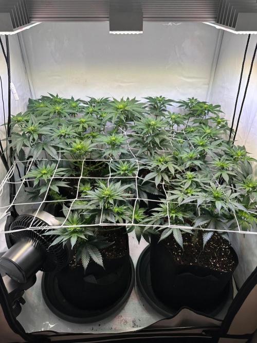 The Sativa Run. Week 7