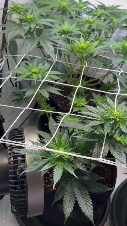 The Sativa Run