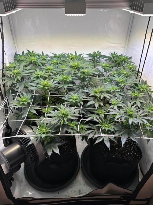 The Sativa Run. Week 8