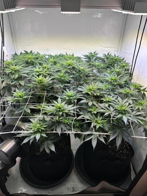The Sativa Run. Week 8