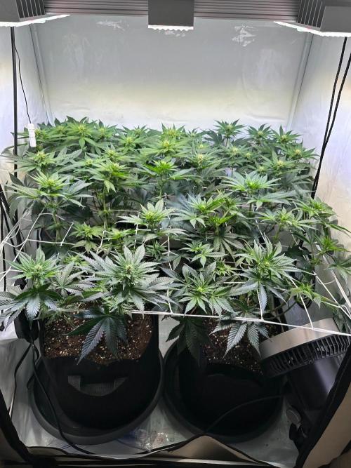 The Sativa Run. Week 8