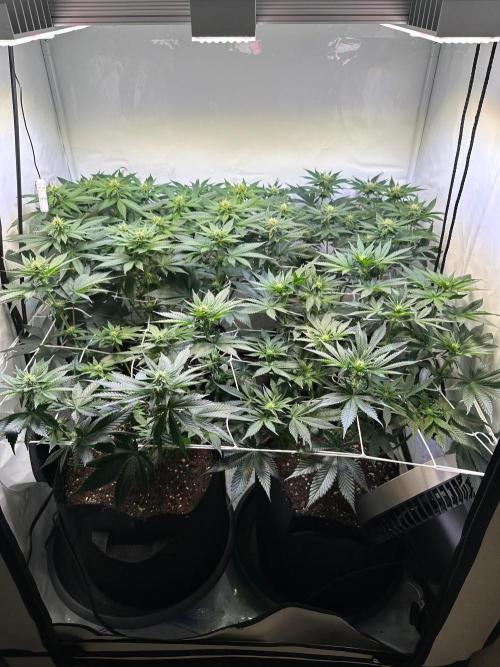 The Sativa Run. Week 8