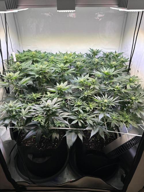 The Sativa Run. Week 8