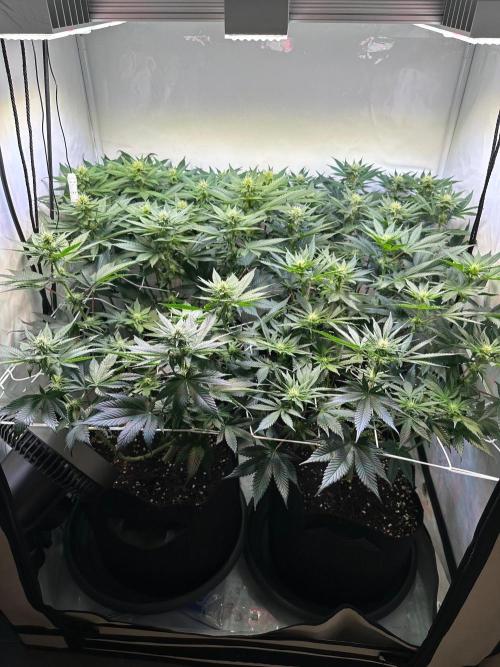 The Sativa Run. Week 8