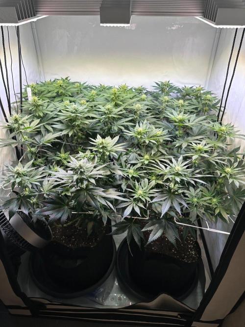 The Sativa Run. Week 8
