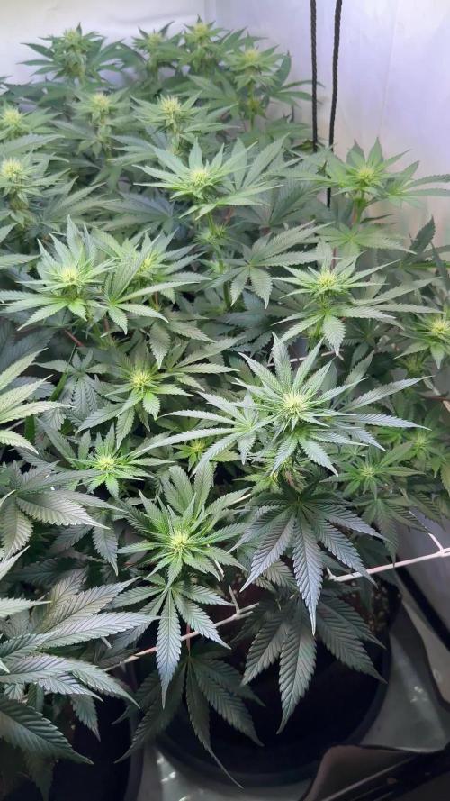 The Sativa Run