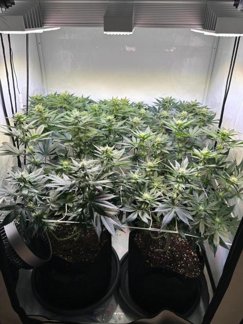 The Sativa Run. Week 9