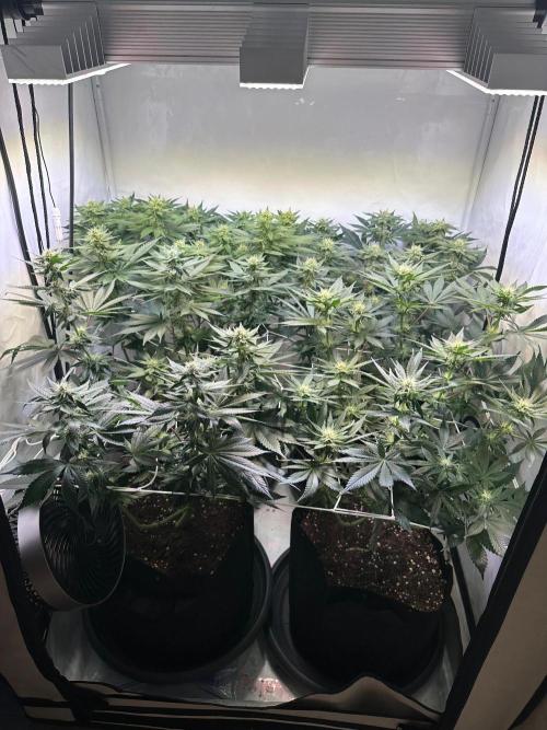 The Sativa Run. Week 9