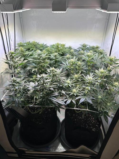 The Sativa Run. Week 9