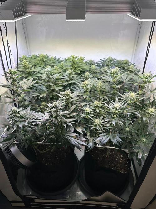 The Sativa Run. Week 9