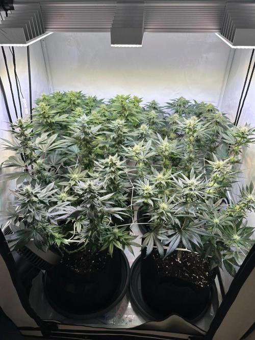 The Sativa Run. Week 9
