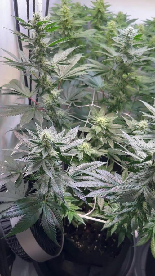 The Sativa Run