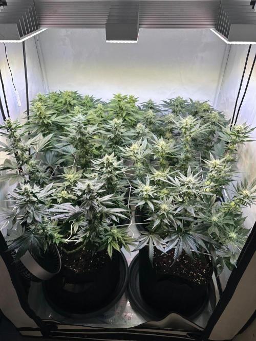 The Sativa Run. Week 10