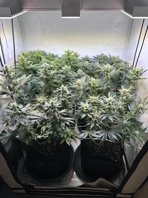 The Sativa Run. Week 10