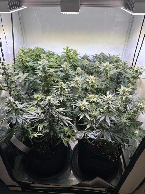 The Sativa Run. Week 10