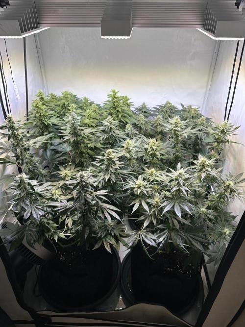 The Sativa Run. Week 10