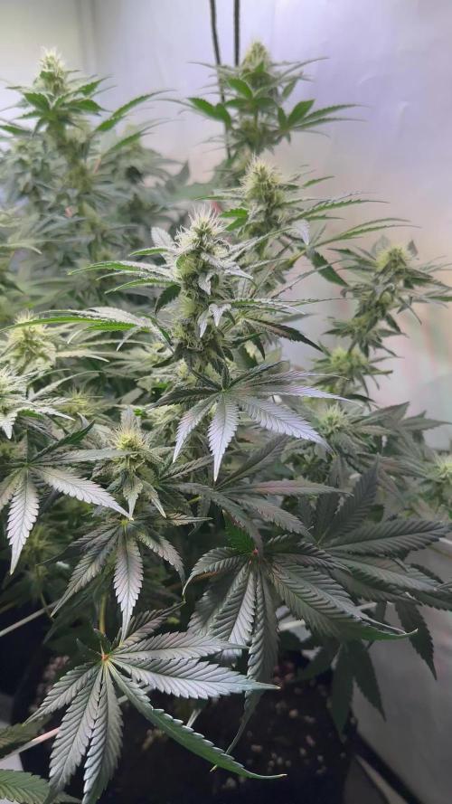 The Sativa Run
