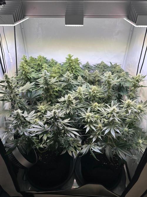The Sativa Run. Week 11