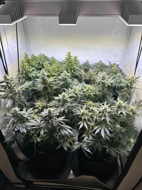 The Sativa Run. Week 11
