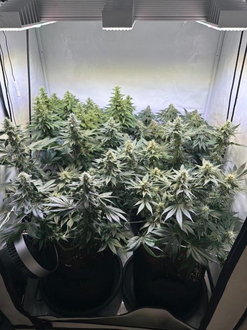 The Sativa Run. Week 11
