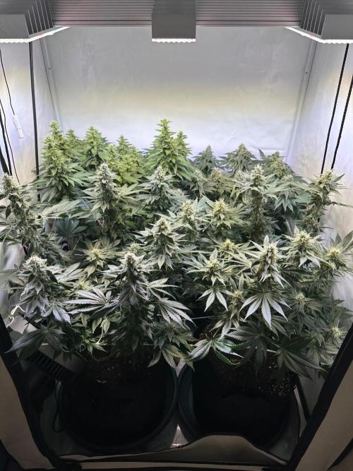 The Sativa Run. Week 11