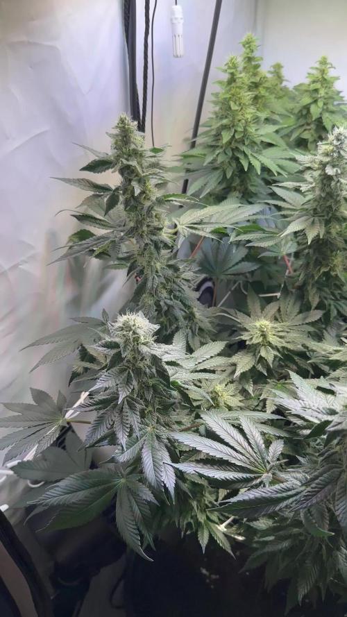 The Sativa Run