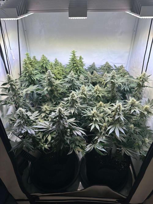 The Sativa Run. Week 12