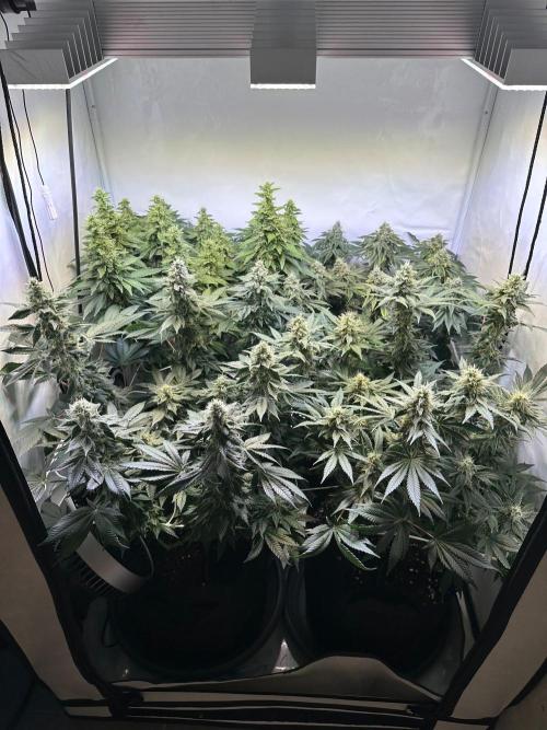 The Sativa Run. Week 12