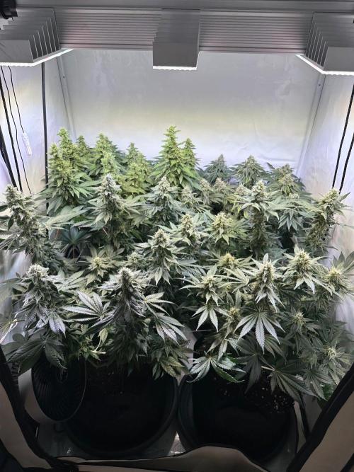 The Sativa Run. Week 12