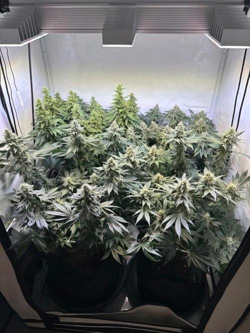 The Sativa Run. Week 12
