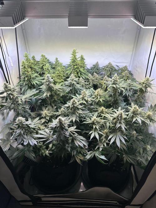The Sativa Run. Week 12
