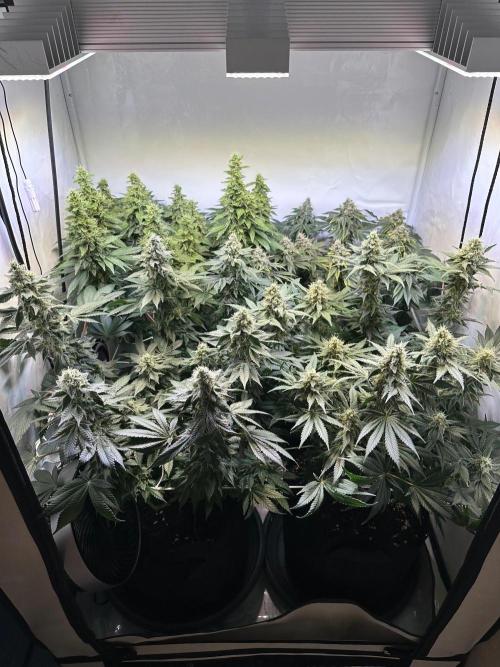 The Sativa Run. Week 12