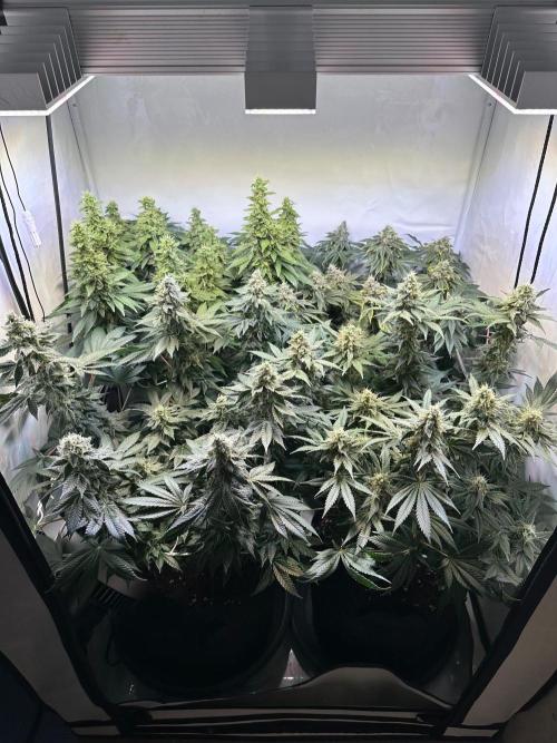 The Sativa Run. Week 12