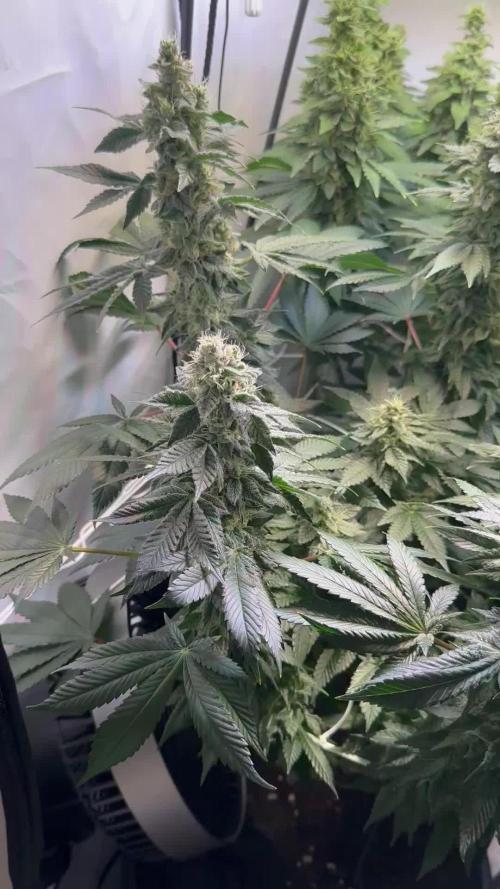 The Sativa Run