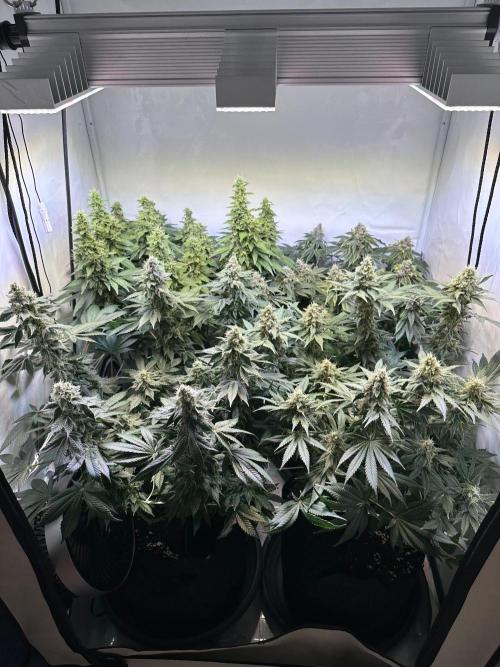 The Sativa Run. Week 13